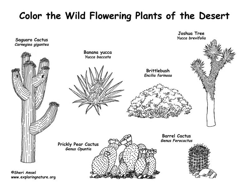 Desert Flowering Plants Coloring Page