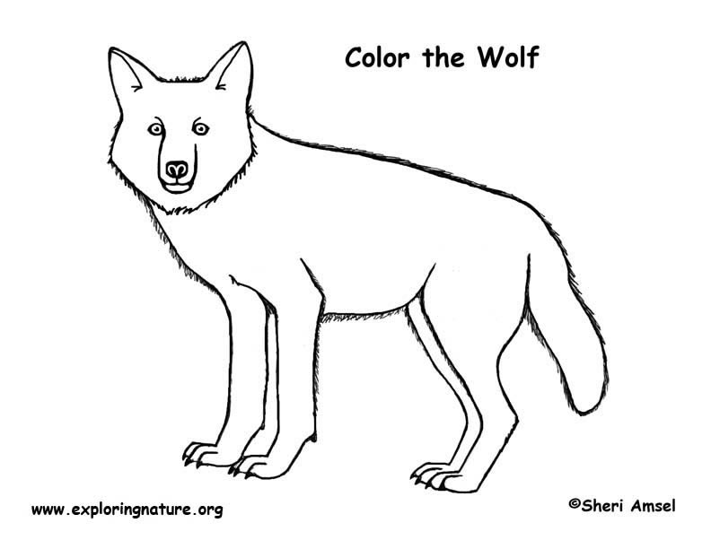 Free Anime Wolves Coloring Pages  PDF  Templatenet