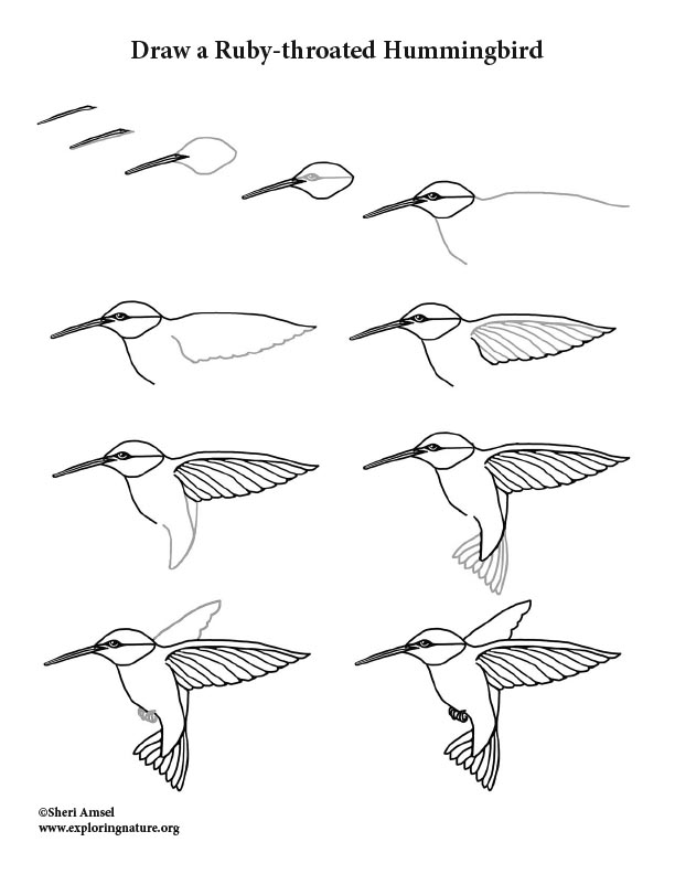 Hummingbird (Rubythroated) Drawing Lesson