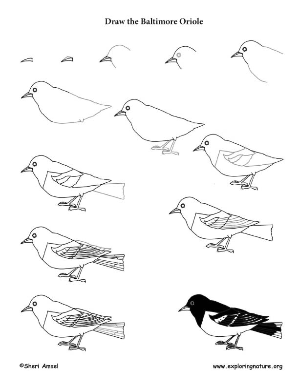Baltimore Oriole Drawing Lesson