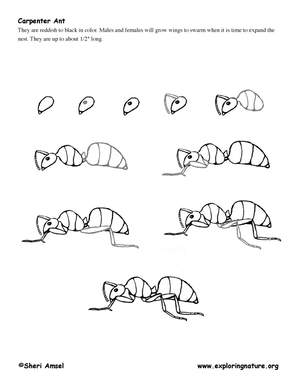 Cartoon Ant Drawing