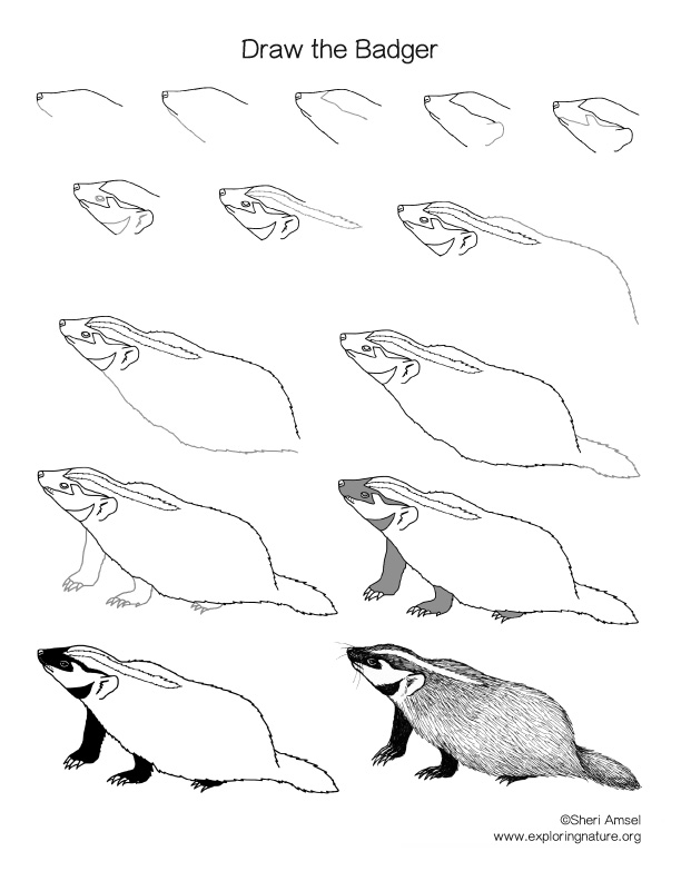 Badger Drawing Lesson