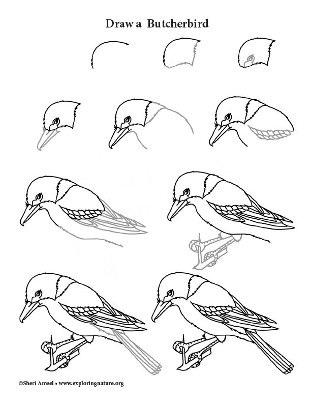 Butcherbird Drawing Lesson