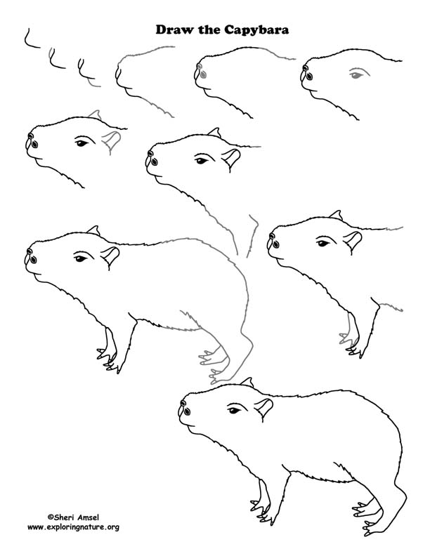 Capybara Mini Art Print by littlemandyart  Society6