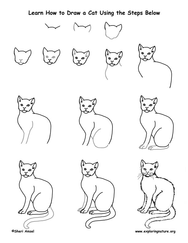 easy to draw real cat photos