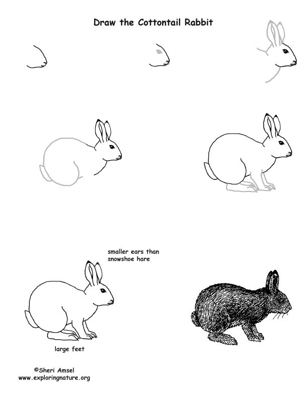 Rabbit Drawing Book : Bhandari, Meena R: Amazon.in: Books