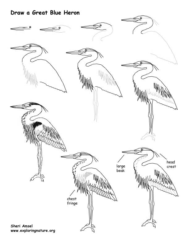 Aggregate more than 73 sketch of heron latest - seven.edu.vn