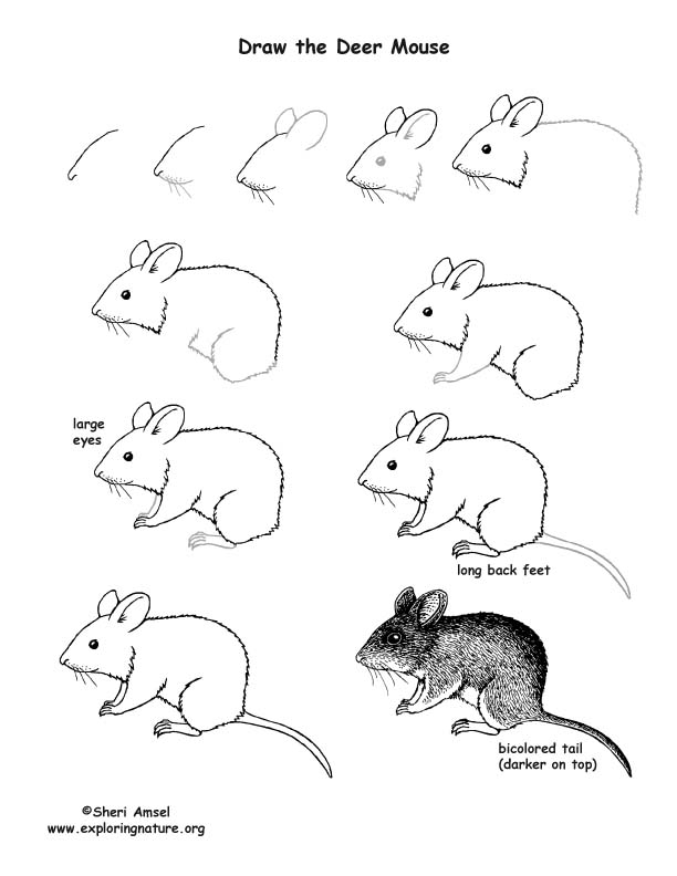 Mouse Drawing - How To Draw A Mouse Step By Step