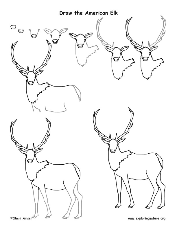 Elk (American) Drawing Lesson