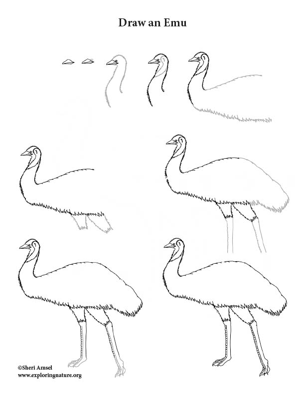Emu Drawing Lesson