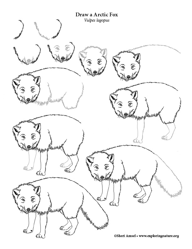how to draw a arctic fox step by step