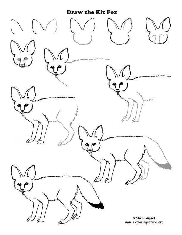 Cute cartoon fox drawing hand drawn wild animal Vector Image