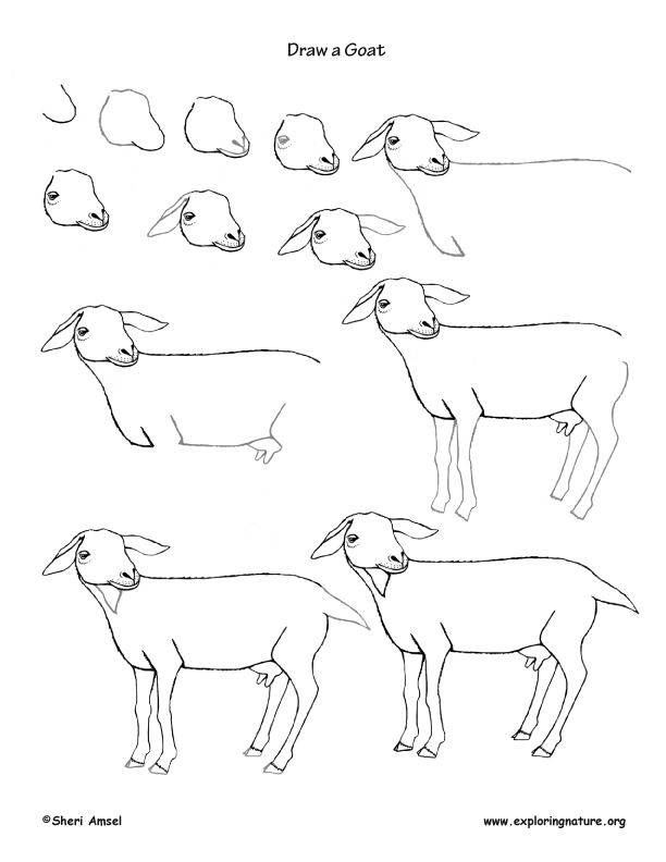 How to Draw a Goat 🐐 #goat #drawing #howto | TikTok