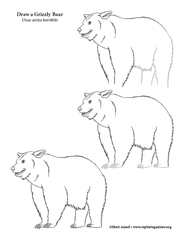 how to draw a grizzly bear step by step easy