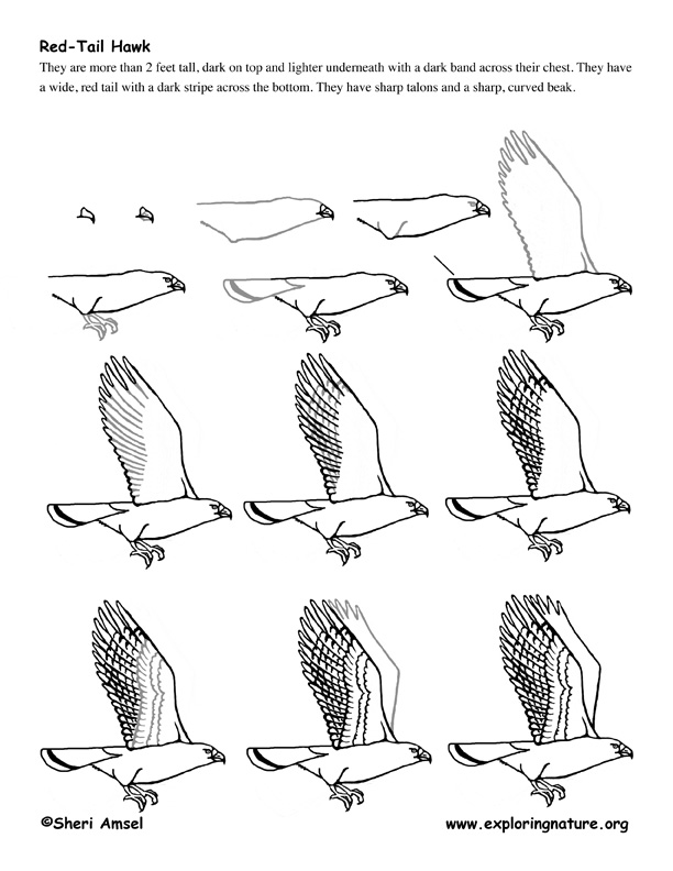 how to draw a hawk step by step