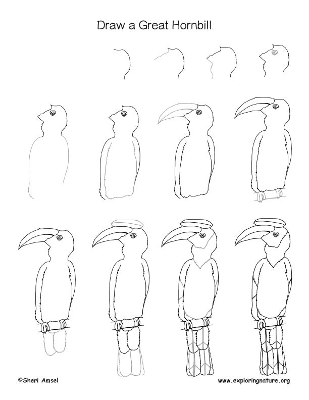 Hornbill Drawing Lesson