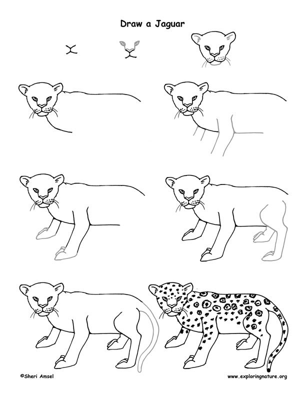Jaguar Drawing  How To Draw A Jaguar Step By Step