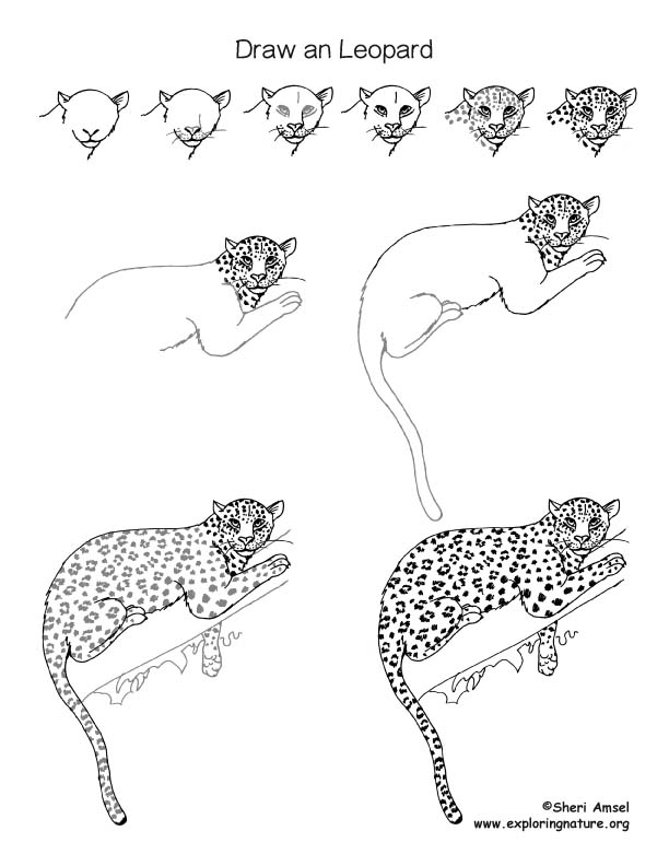 Leopard. Sketch with pencil | Stock image | Colourbox