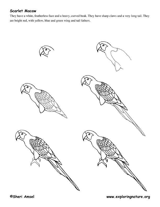 File:Blue-Backed Parrot - 51 drawings of birds and mammals at Bencoolen,  Sumatra (c.1824) - BL NHD 47-33.jpg - Wikipedia