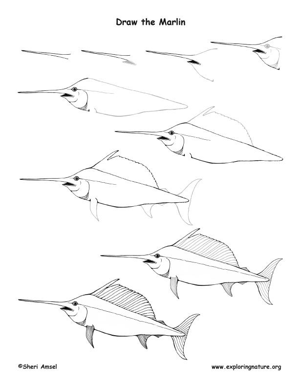marlin drawing