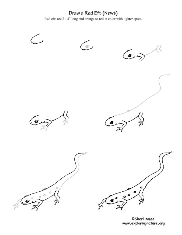 Red Eft (Newt) Drawing Lesson