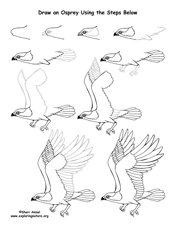 Osprey Drawing Lesson