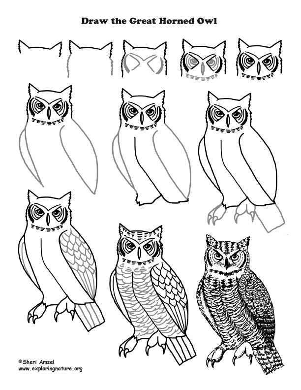 great horned owl sketch