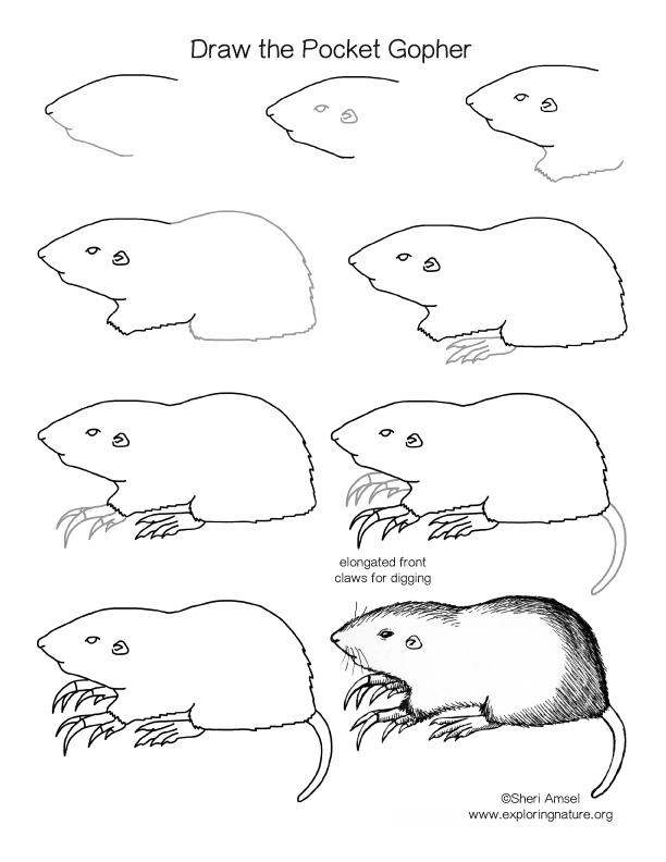 Pocket Gopher Drawing Lesson