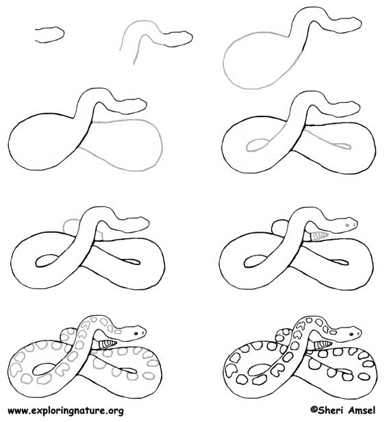 How To Draw Rattlesnake Jake Step by Step Drawing Guide by Dawn   DragoArt