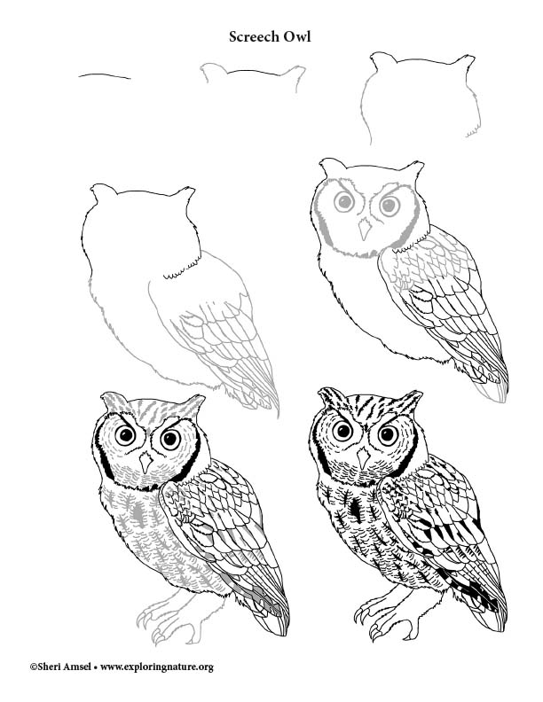 Boreal Owl - Drawing by Terry Sohl