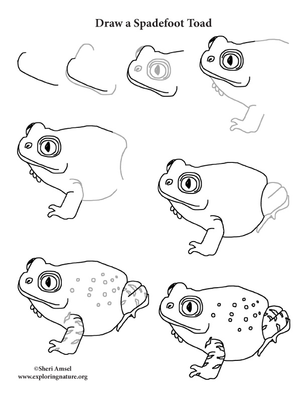 How to Draw Cartoon Frogs  Toads  Step by Step Drawing Lesson  How to  Draw Step by Step Drawing Tutorials