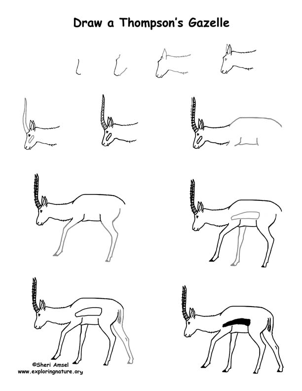 gazelle animal drawing