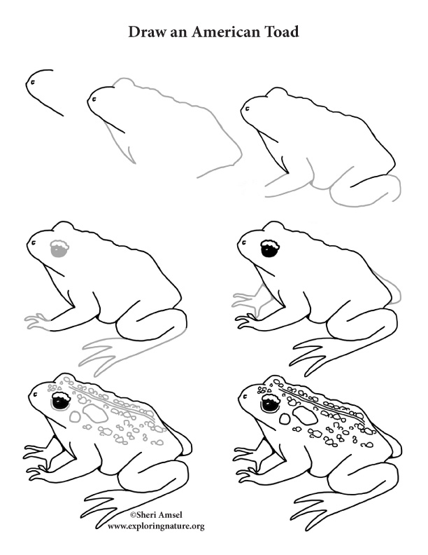 How To Draw A Toad Step By Step For Kids