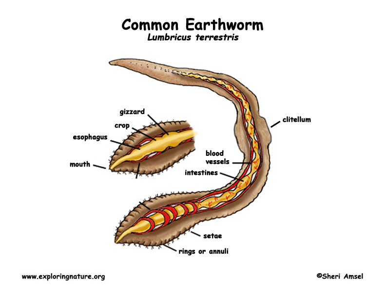 how does a sponge obtain food how does a earthworm move