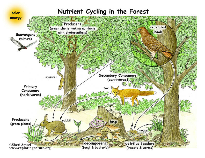 Food Webs - The Nutrient Cycle