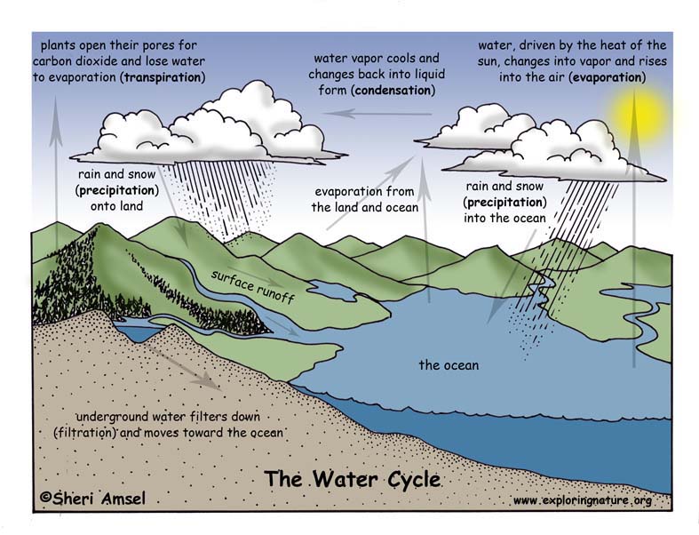 Tether Uegnet hver dag Water Cycle