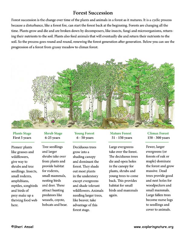 Succession in the Forest Activity