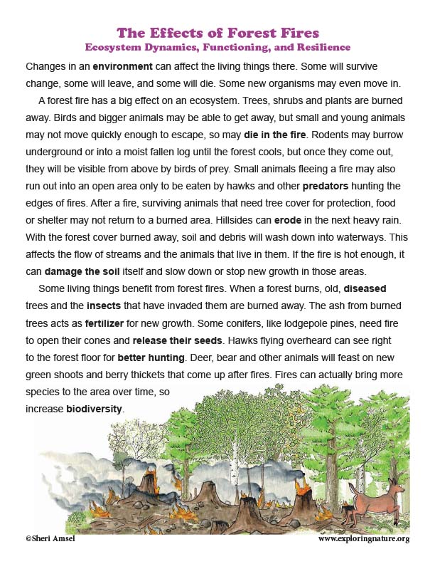 essay on forest fire