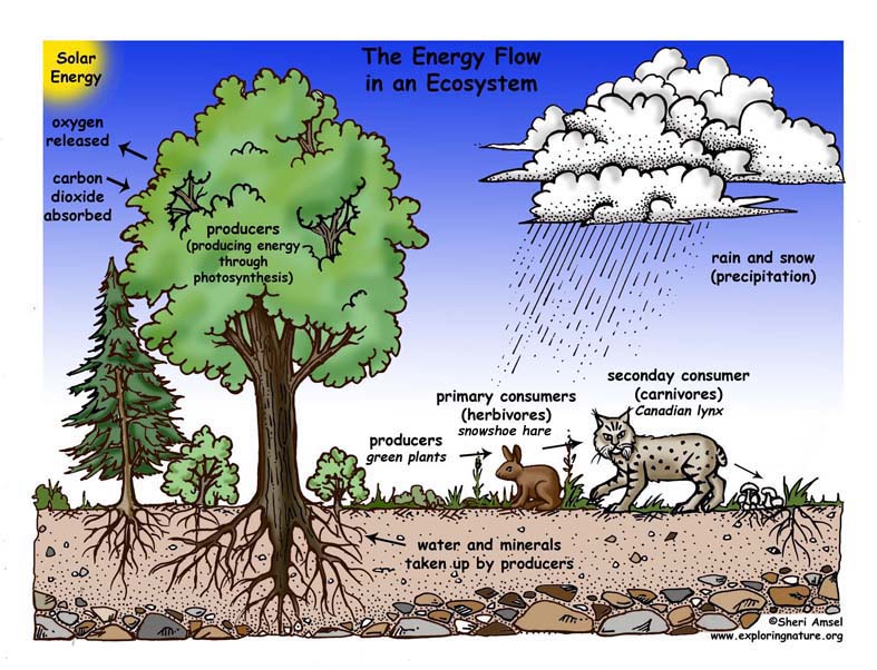 Food Webs - The Nutrient Cycle