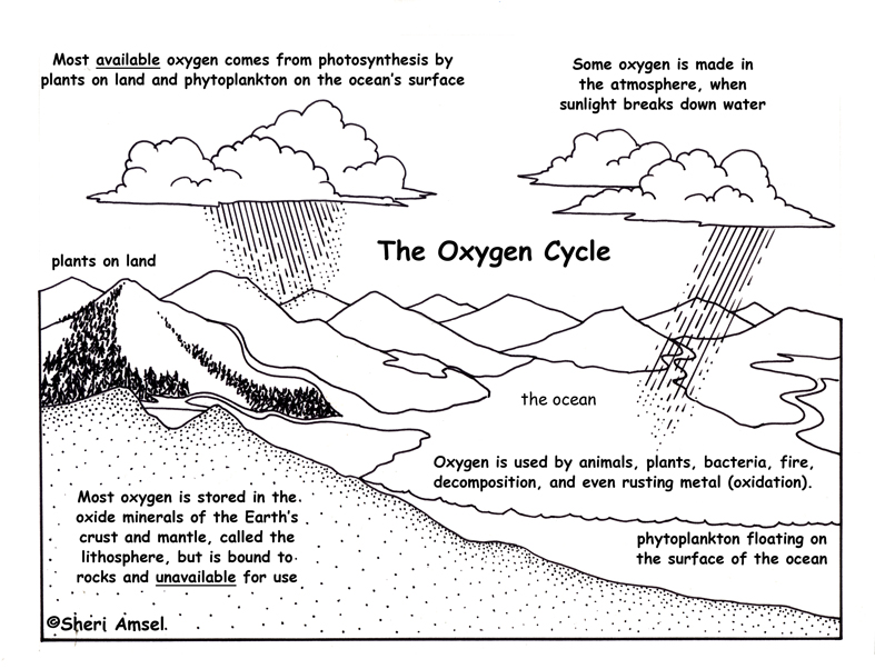 oxygen cycle in water