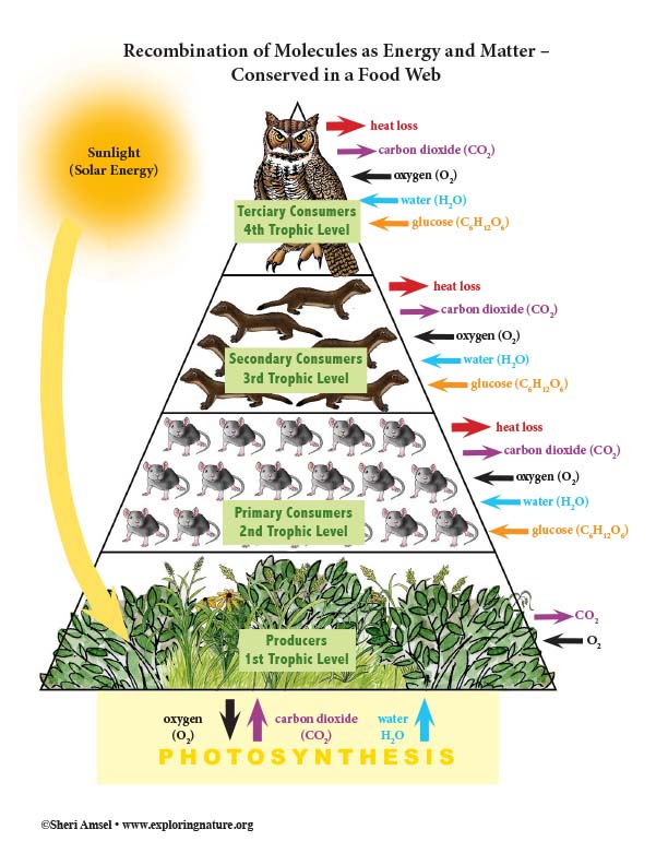 Cycles of Matter and Energy Transfer in Ecosystems - Reading and ...