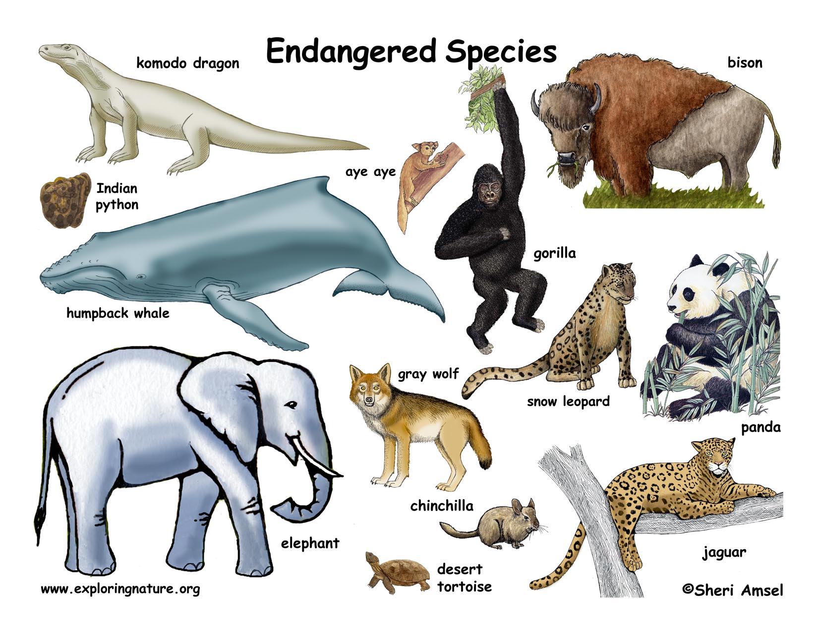 endangered animals with names and information