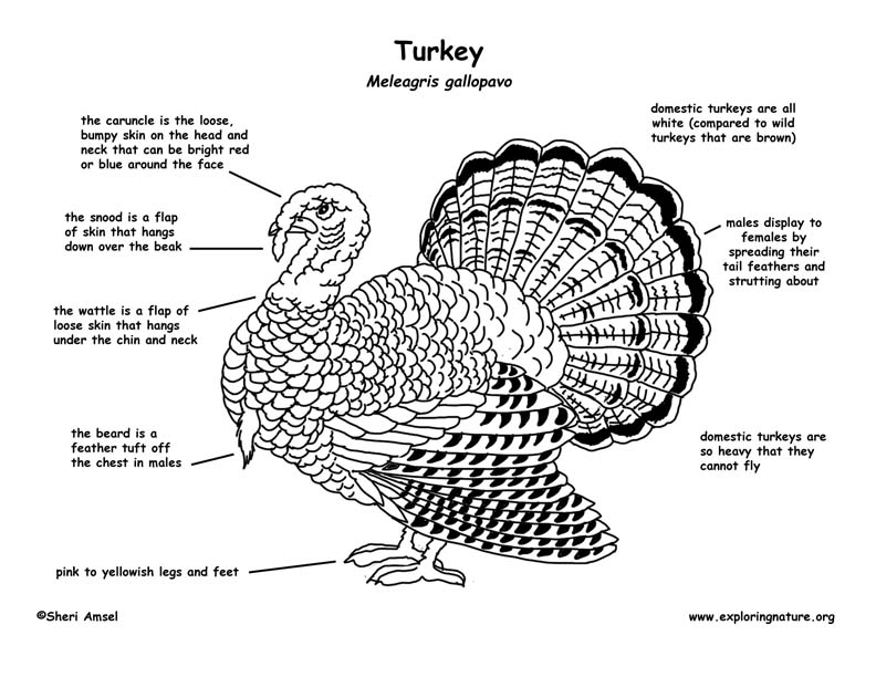 turkey face parts