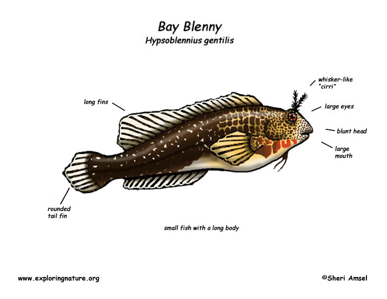 Queensland Blenny Drawing