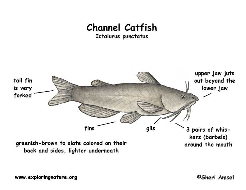 Catfish Channel 