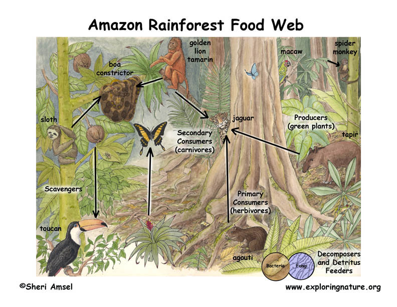 Amazon Rainforest Food Chains - Daune Eolande