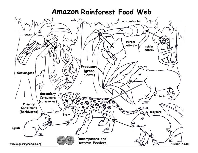 Animal food chains in the amazon rainforest information Kurtik