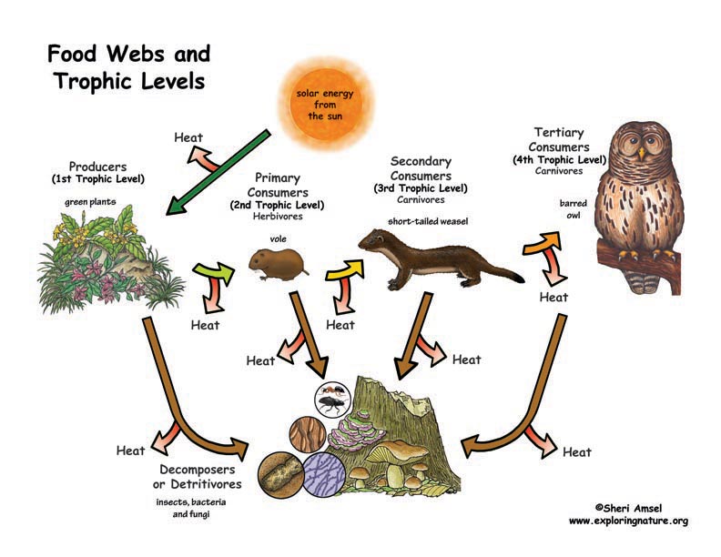 Food Chain With 5 Trophic Levels