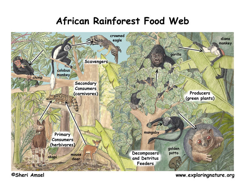 African Rainforest Food Web