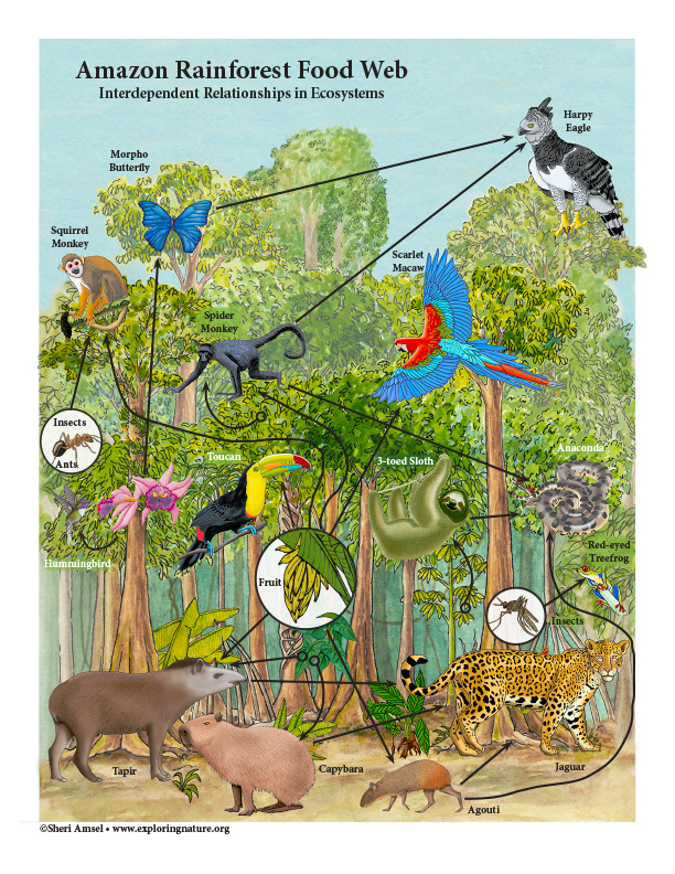 Amazon Rainforest Interdependent Relationships in Ecosystems Activity